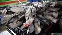 China bagian selatan merupakan salah satu pasar terbesar di dunia untuk sirip ikan hiu.
