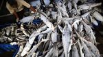 Maraknya Perdagangan Ikan Hiu di TPI Karangsong