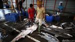 Maraknya Perdagangan Ikan Hiu di TPI Karangsong