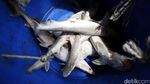 Maraknya Perdagangan Ikan Hiu di TPI Karangsong