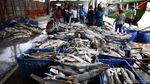 Maraknya Perdagangan Ikan Hiu di TPI Karangsong