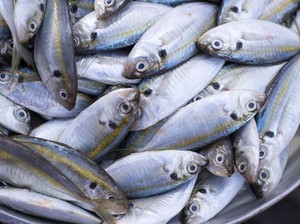 12 Manfaat Konsumsi Ikan Kembung Bagi Kesehatan, Bisa Dicoba!