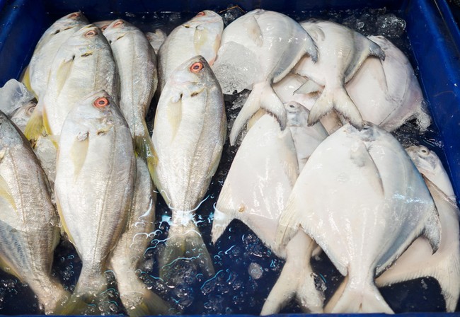 Kerapu dan Ekor Kuning, Jenis Ikan Ukuran Sedang yang Banyak Diminati