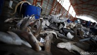 Memang secara ekonomis perdagangan sirip hiu dinilai sangat menguntungkan. Harga sirip ikan ini beragam tergantung pada jenis hiu dan ukurannya. Yang paling mahal adalah sirip hiu lontar, bisa bernilai Rp 2 juta per-Kg.