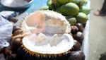 Wisata Malam di Pohuwato, Belah Durian Yuk!