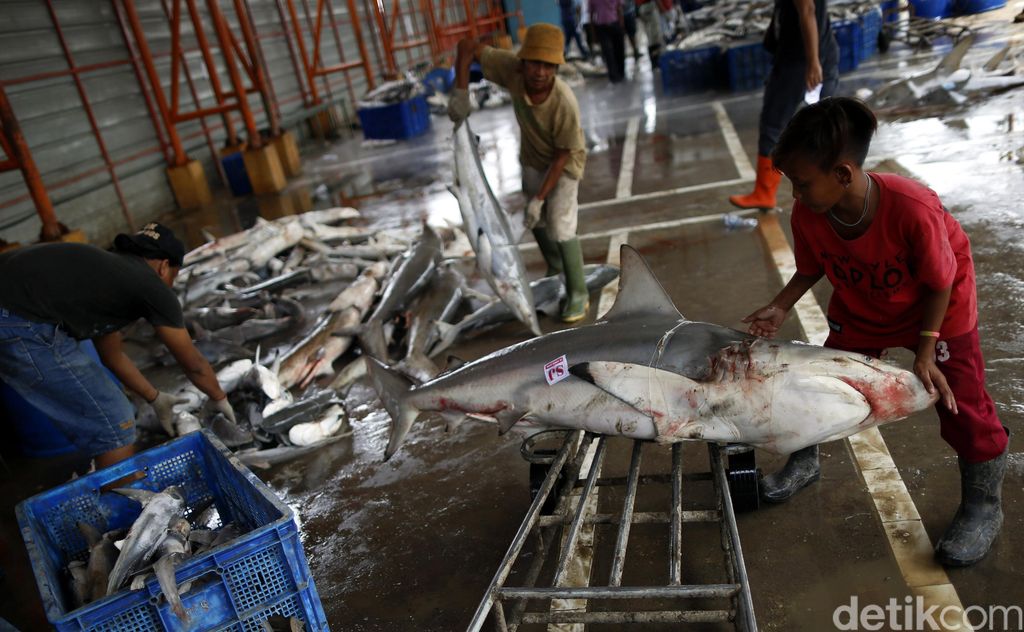 Meski dilarang, perburuan dan perdagangan sirip hiu masih marak di Tempat Pelelangan Ikan (TPI) Karang Song, Indramayu, Jawa Barat.