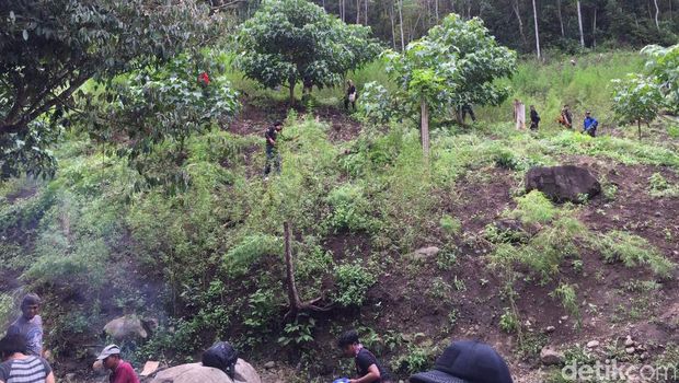  Ladang ganja di Desa Indrapuri, Kecamatan Mesale, Kabupaten Aceh Besar