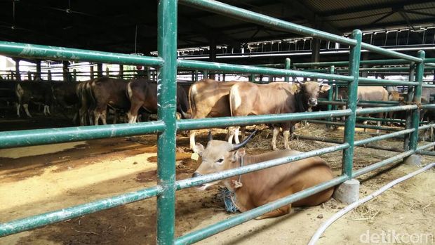 Sapi Potong di Kandang PD Dharma Jaya