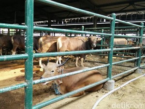 1.328 Sapi Siap Potong Dipasok ke Jakarta Hingga Lebaran