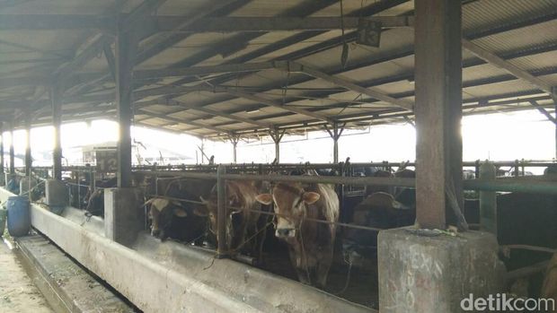 Sapi Potong di Kandang PD Dharma Jaya