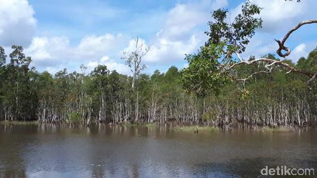 Lanskap alam di Taman Nasional Wasur (Afif/detikTravel)