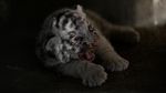 Melihat Gemasnya Anak Harimau Putih Siberia di Meksiko