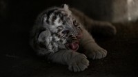 Tak hanya di Meksiko, kini ada ratusan harimau putih dalam penangkaran di seluruh dunia. REUTERS/Jose Luis Gonzalez.