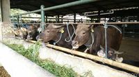 Meski Anies Tak Beri PMD untuk Daging Murah, Warga Tak Boleh Rugi