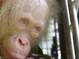 Orangutan Albino Langka di Kalimantan Akhirnya Diberi Nama Alba