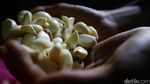 Harga Bawang Putih Terus Merangkak Naik
