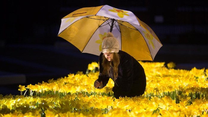 Ada Bunga Ajaib Bercahaya di Inggris