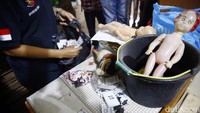 Penyidik Bareskrim Polri mengamankan beberapa boneka.