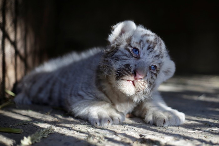 Kebun binatang San Jorge di Meksiko tambah koleksi harimau putih Siberia. Di depan kamera, anak harimau putih yang baru lahir itu terlihat sangat menggemaskan.