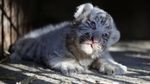 Melihat Gemasnya Anak Harimau Putih Siberia di Meksiko