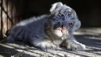 Ini penampakan menggemaskan dari seekor anak harimau putih Siberia. REUTERS/Jose Luis Gonzalez.