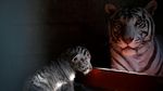 Melihat Gemasnya Anak Harimau Putih Siberia di Meksiko