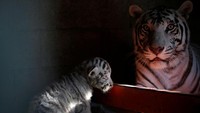 Seekor anak harimau putih Siberia terlihat bersama sang induk di salah satu kandang di kebun binatang San Jorge di Meksiko, Senin (15/5/2017). REUTERS/Jose Luis Gonzalez.