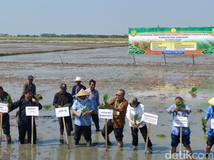Penambahan Luas Tanam Padi di Cirebon Dipercepat