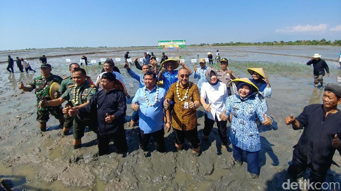 Penambahan Luas Tanam Padi di Cirebon Dipercepat