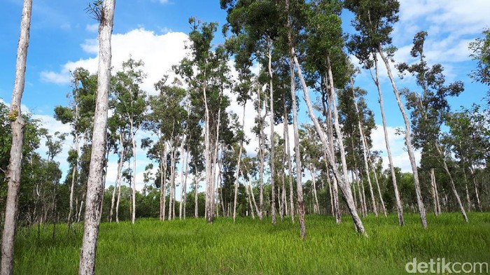 Mau Mengunjungi Ujung Timur Indonesia? Baca Dulu 5 Tips Ini