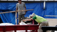 Menjelang bulan Ramadan dan hari raya Idul Fitri, pasokan beras di pasar Induk Cipinang aman.