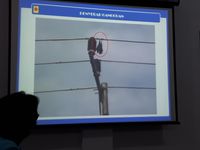 Kalong Jadi Penyebab Aliran Listrik Pulau Bawean Padam