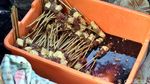Sedapnya Sate Sapi Empuk Berbalut Bumbu Kacang yang Gurih Manis