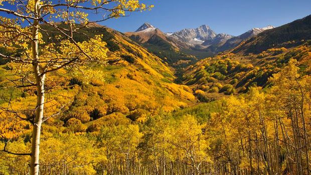 Pohon ini pun dapat dijumpai di Taman National Fishlake di Utah, AS (Thinkstock)