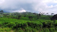 Sejauh mata memandang, traveler akan melihat pemandangan yang hijau-hijau terhampar. Segar banget ya melihatnya! (Wahyu/detikTravel)