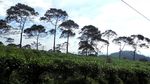 Stres di Hari Senin, Lihat yang Hijau-Hijau Dulu Sini..