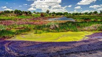 Danau Pitch di La Brea, Trinidad memiliki kandungan aspal alami terbesar di dunia (Thinkstock)