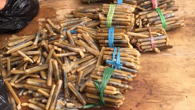 Mumu alias kerang bambu.