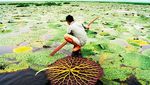 Foto: Danau Ajaib yang Pulaunya Bisa Bergerak Sendiri