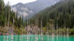 Foto: Bukan Ikan, Danau Ini Berisi Hutan