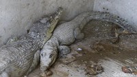 Kulit buaya tersebut dihasilkan dari penangkaran yang ada di Merauke.