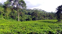Kebun Teh Kemuning terletak di Kemuning, Kecamatan Ngargoyoso, Karanganyar, Jawa Tengah. Dari Kota Solo, perjalanan bisa ditmpuh selama kurang lebih 1,5 jam dengan jalur darat (Wahyu/detikTravel)