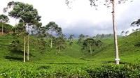 Liburan ke Jawa Tengah, jangan lewatkan Karanganyar sebagai destinasi yang harus dikunjungi. Di sini ada kebun teh asri serupa kawasan Puncak Bogor, namanya Kebun Teh Kemuning (Wahyu/detikTravel)