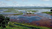Masyarakat India menyebutnya pulau-pulau kecil ini Phumdi. Phumdi jadi rumah bagi berbagai spesies hewan. (Incredible India)