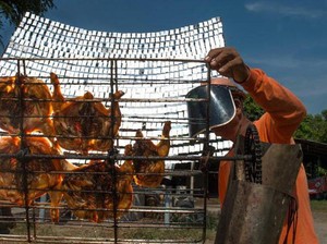 Solar Chicken Ini Dimasak Pakai Pantulan Sinar Matahari
