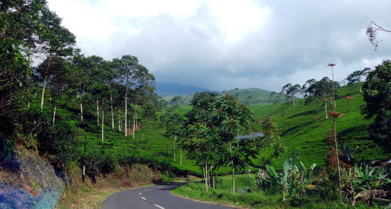 Kebun Teh Kemuning di Karanganyar