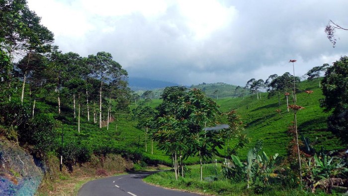 Kebun Teh Kemuning di Karanganyar