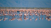 Saat melihatnya dari dekat, burung-burung flamingo yang ada di pinggiran danaunya menambah elok pemandangan. Namun di balik itu semua, Danau Natron terkenal sebagai tempat paling mematikan (Thinkstock)