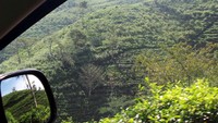 Pemandangan seperti ini yang bisa traveler ketika naik mobil melewati Kebun Teh Kemuning. Menarik bukan? (Wahyu/detikTravel)