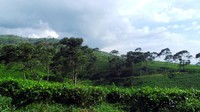 Pemandangan menyegarkan ini bisa traveler nikmati secara gratis karena tidak ada biaya yang diperlukan untuk memasuki kawasan ini. Malah traveler bisa berwisata di dalamnya. Ada beberapa kegiatan outdoor yang bisa dilakukan (Wahyu/detikTravel)
